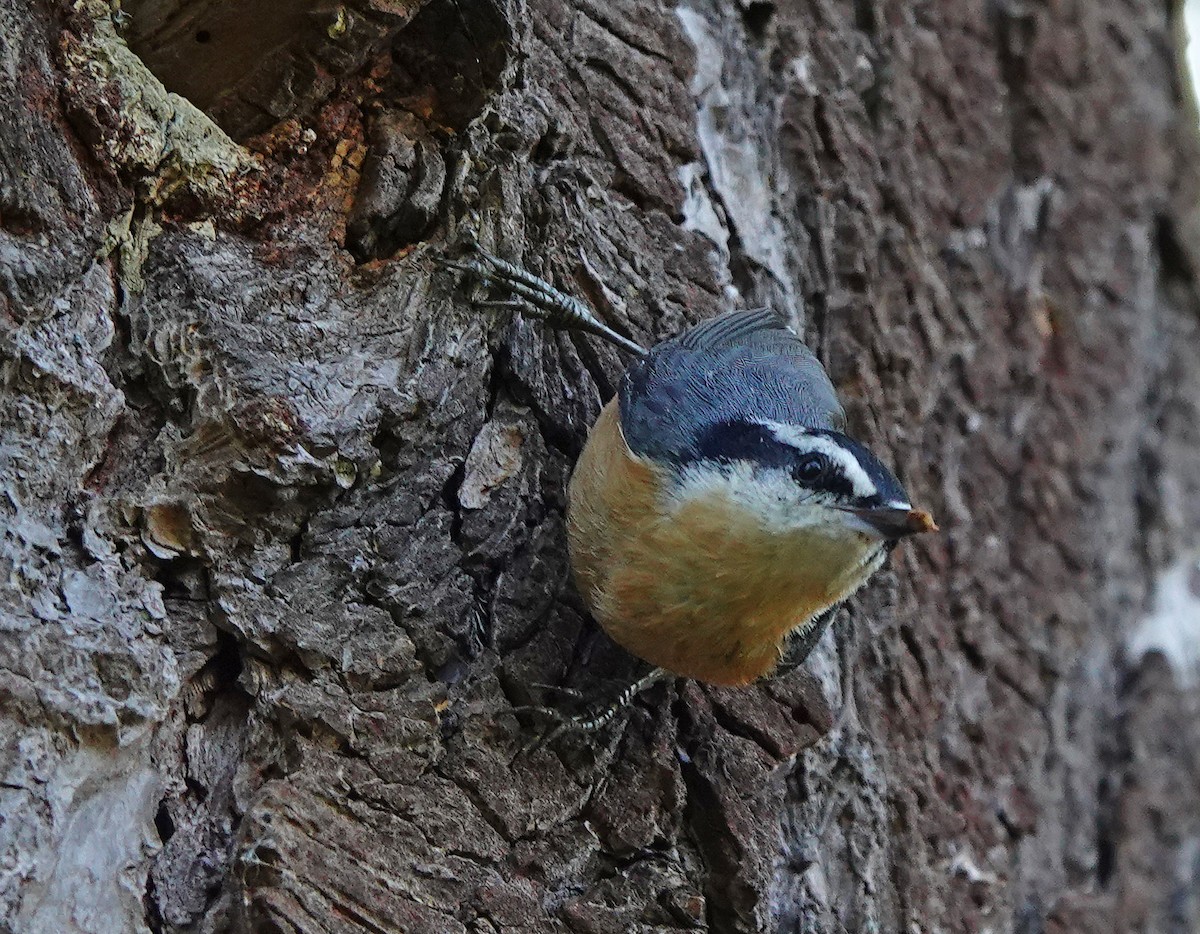 Red-breasted Nuthatch - ML258610041