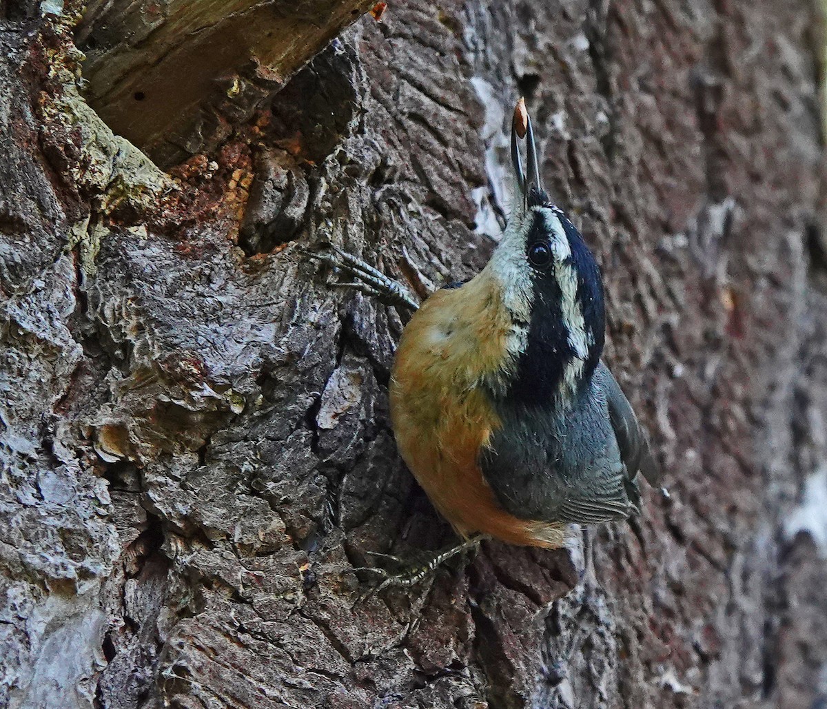 Red-breasted Nuthatch - ML258610071