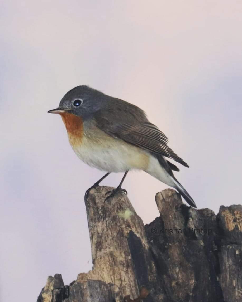 Red-breasted Flycatcher - ML258610781