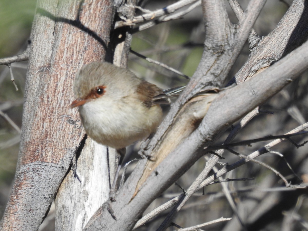 Purple-backed Fairywren - ML258612131