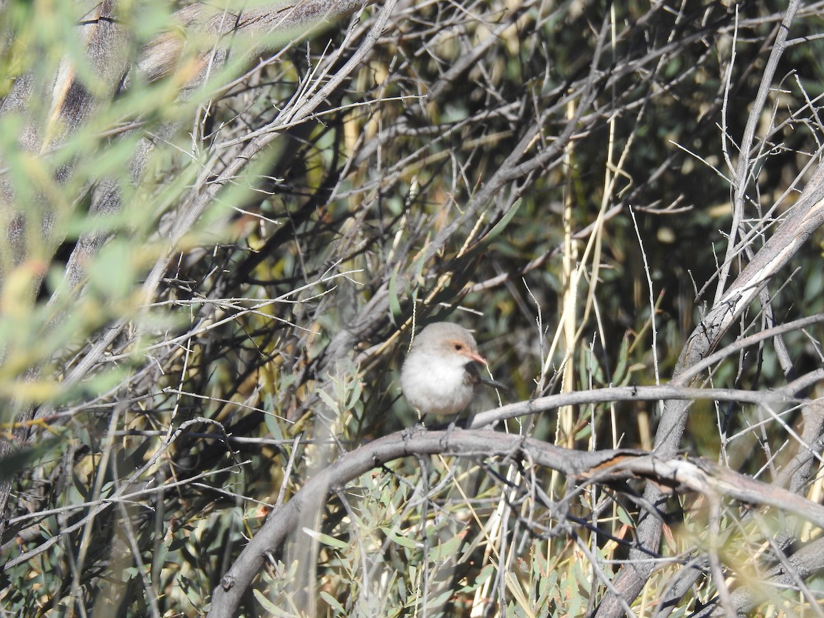 Purple-backed Fairywren - ML258612141