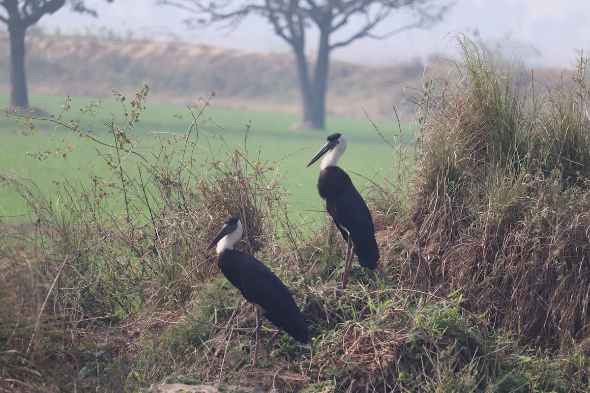 Asian Woolly-necked Stork - ML258612161