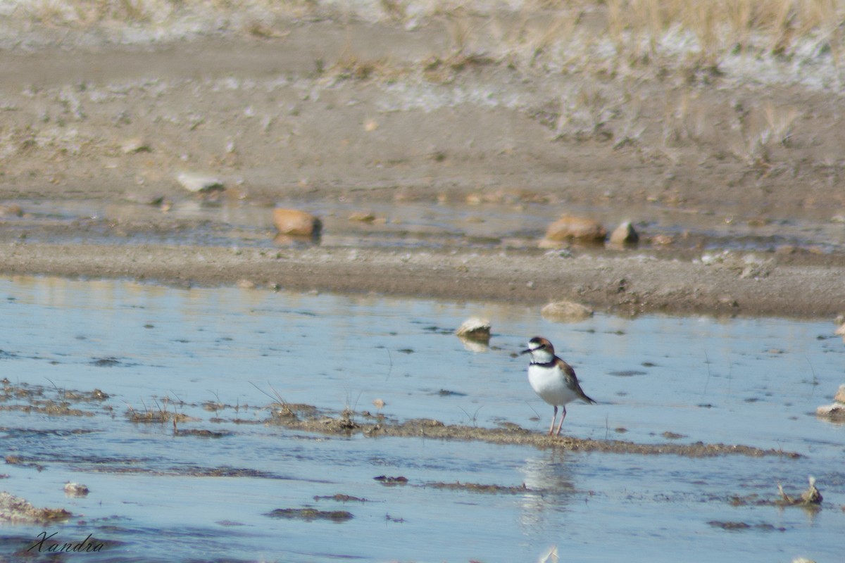 Collared Plover - ML258613541