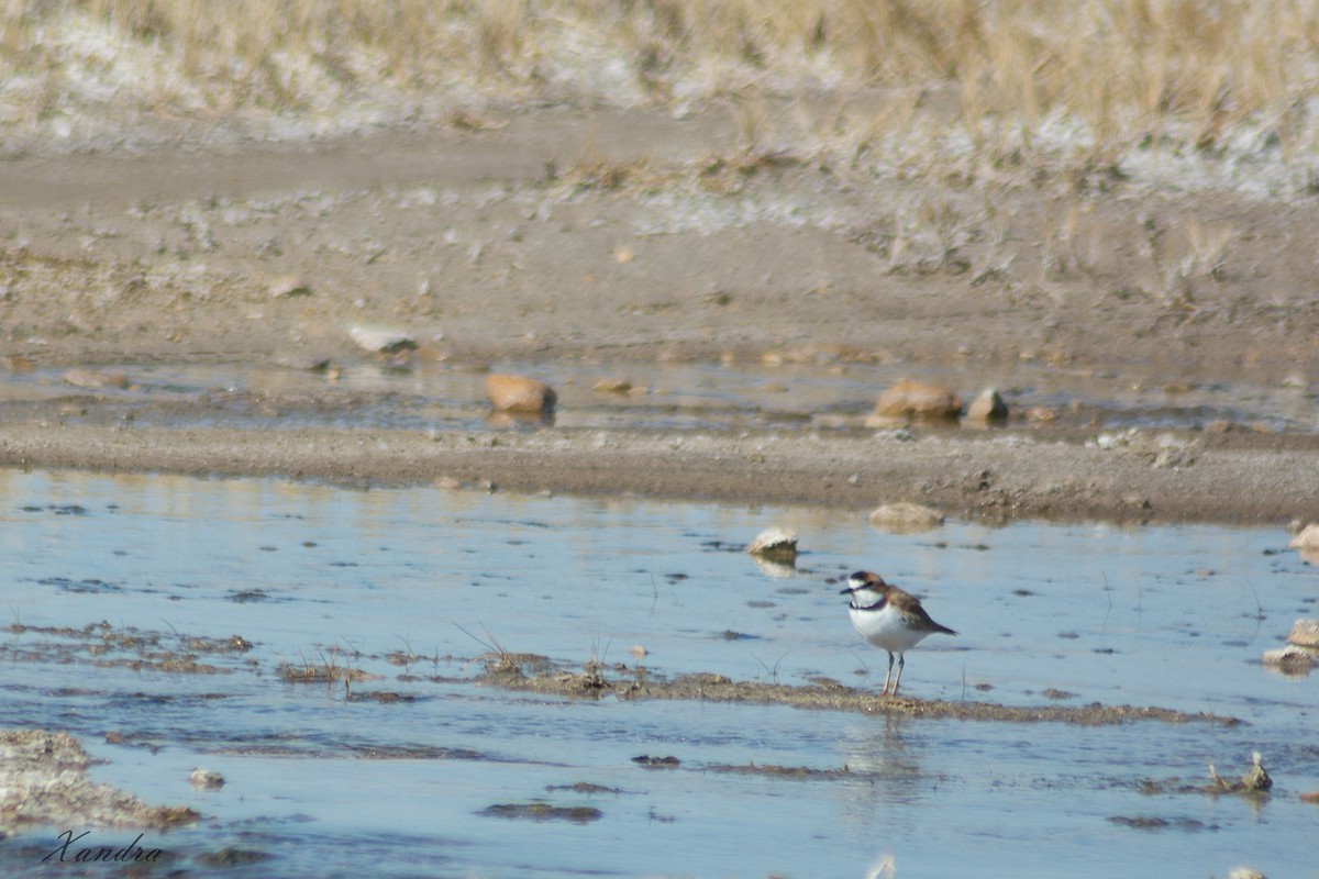 Collared Plover - ML258613851