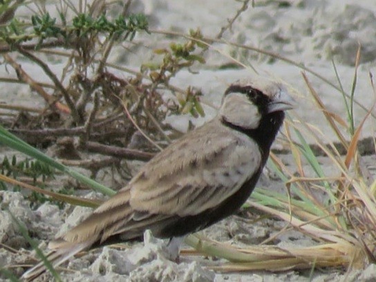 Ashy-crowned Sparrow-Lark - ML258614091