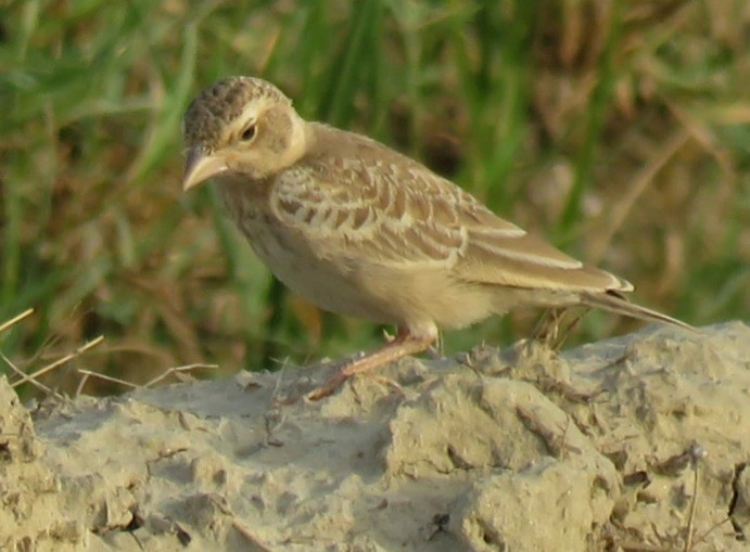 Oriental Skylark - ML258614381