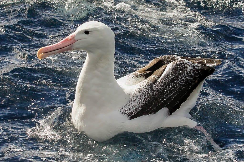 Northern/Southern Royal Albatross - ML258617281