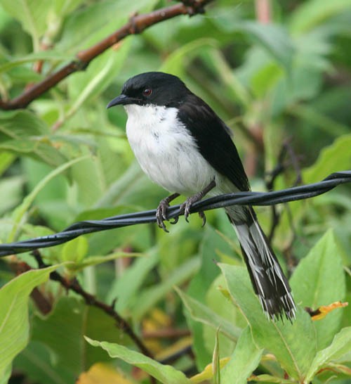 Black-backed Sibia - ML258617651