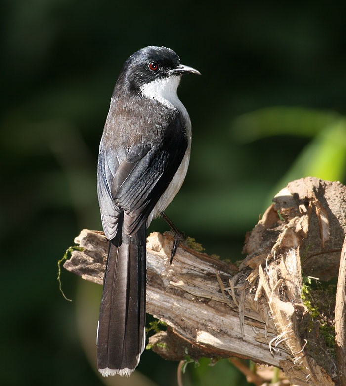 Black-backed Sibia - ML258617661