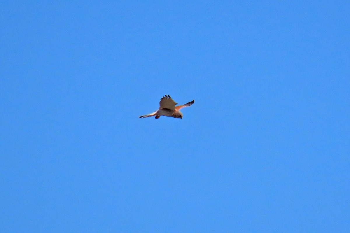 Nankeen Kestrel - ML258618251