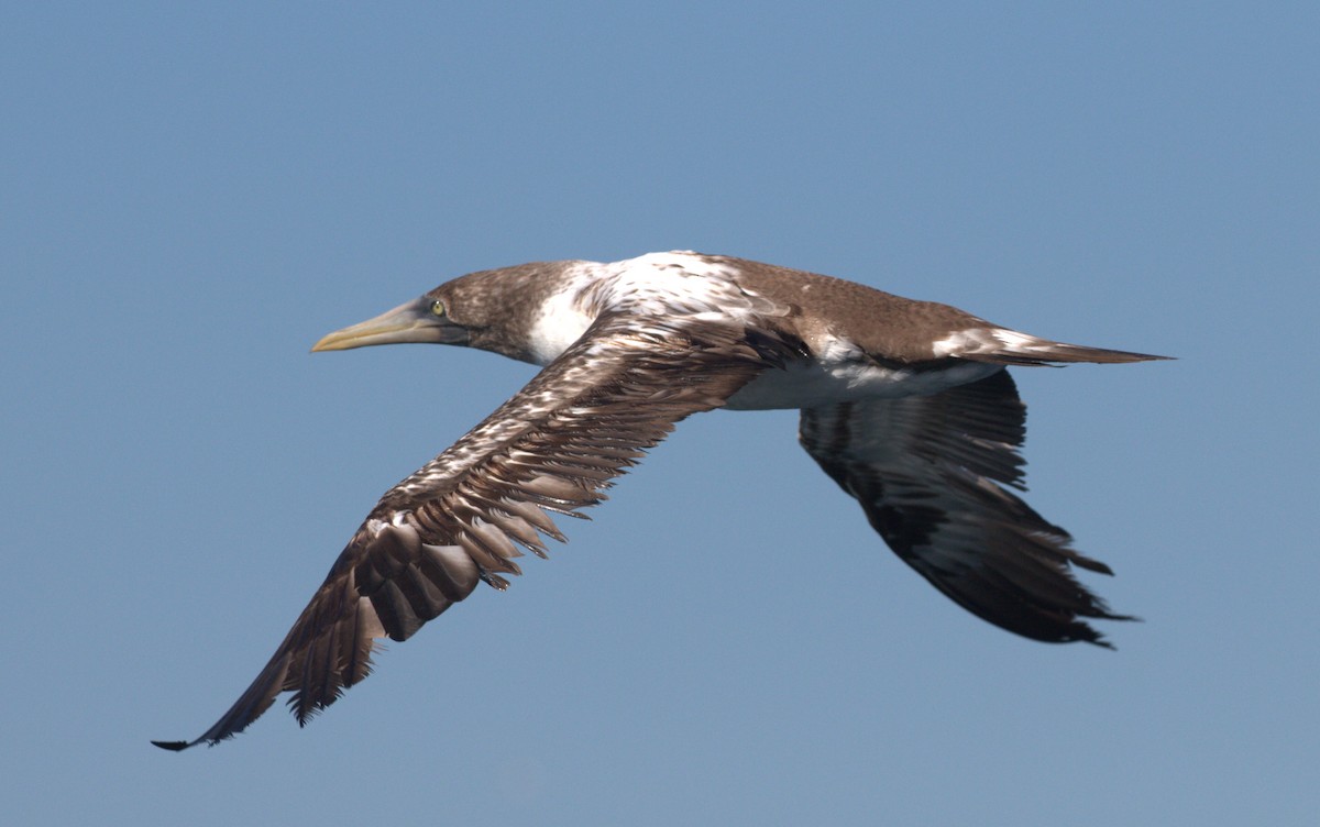 Nazca Booby - Joel Barrett