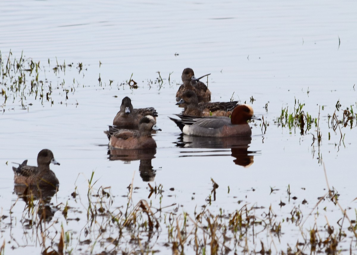 Eurasian Wigeon - T Norris