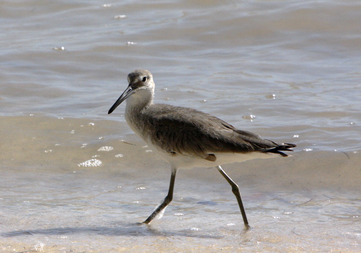 Willet - ML258622121