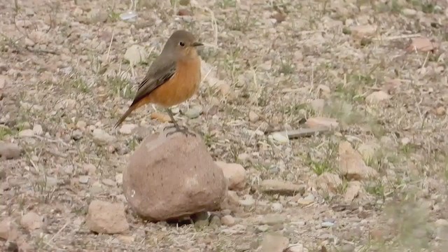 Moussier's Redstart - ML258625691