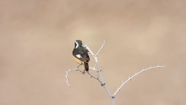 Moussier's Redstart - ML258625811