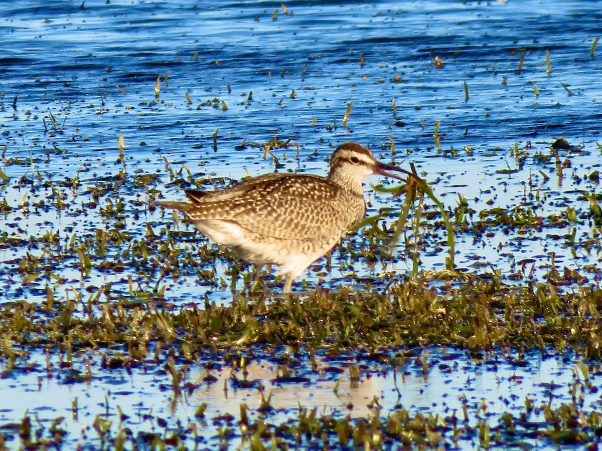 Whimbrel - Jim Mead