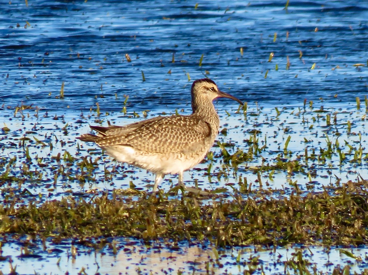 Whimbrel - Jim Mead