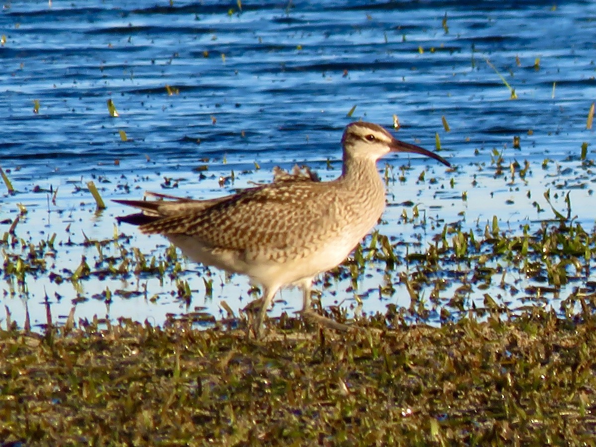 Whimbrel - Jim Mead