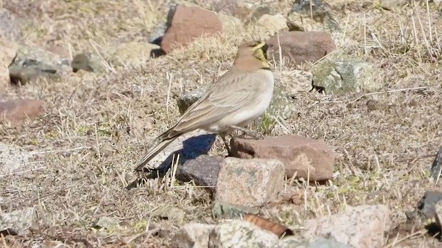 Horned Lark (Atlas) - ML258626241