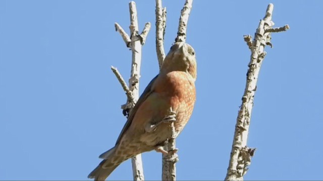 Red Crossbill (North African) - ML258626391