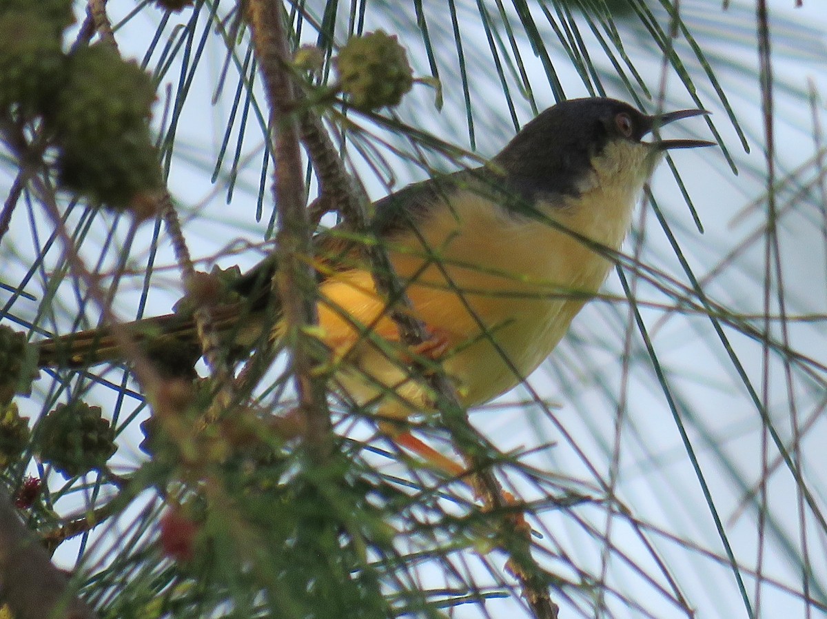 Prinia Cenicienta - ML258626791