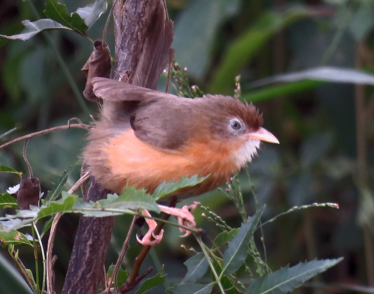 Tawny-bellied Babbler - ML258626851