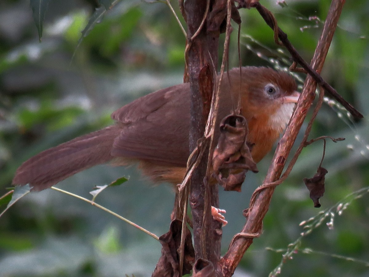 Tawny-bellied Babbler - ML258626911