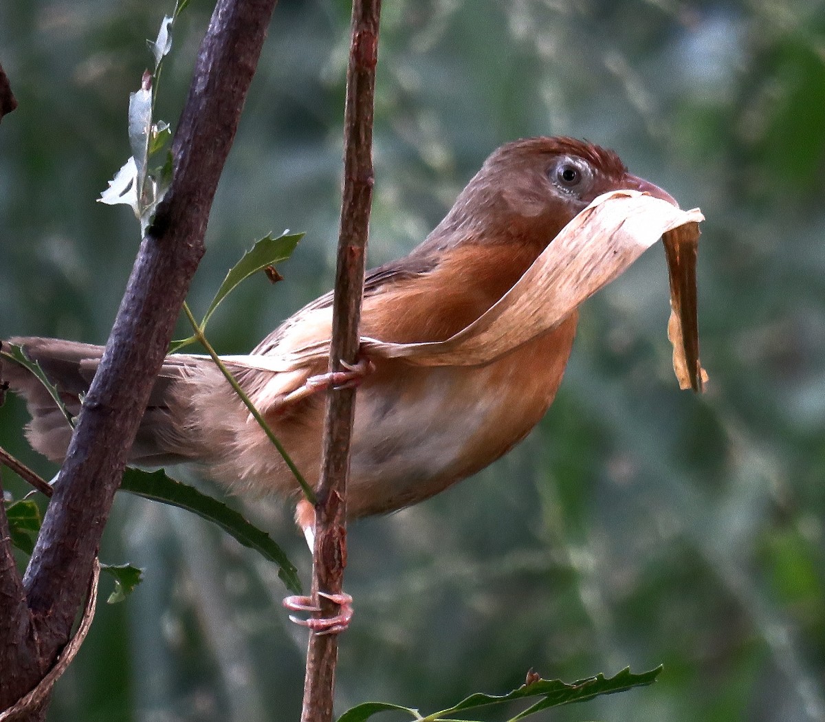 Tawny-bellied Babbler - ML258626961