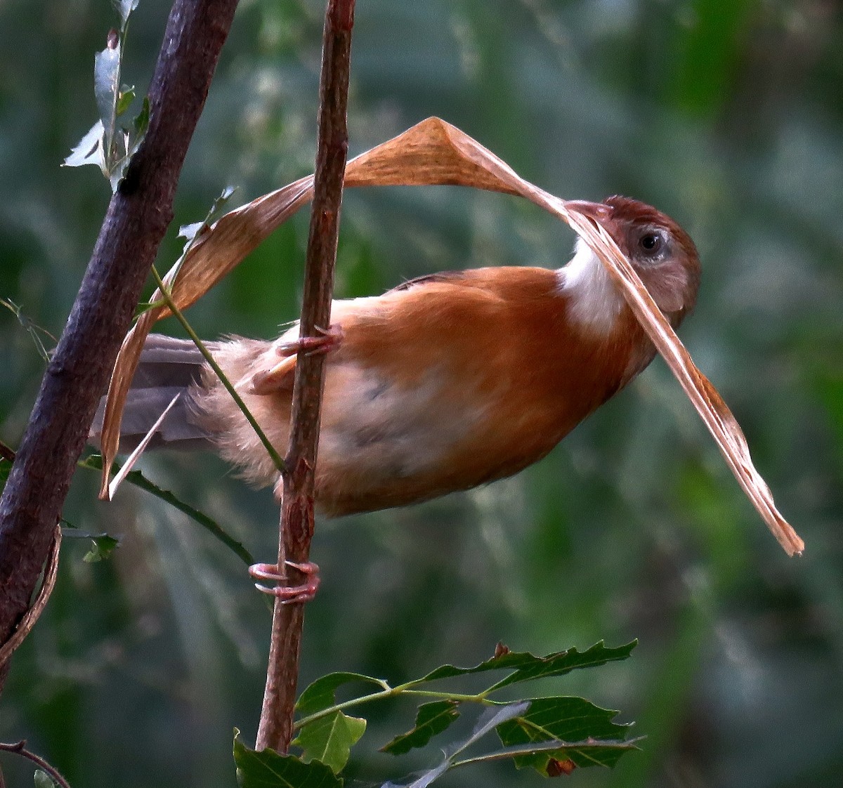 Tawny-bellied Babbler - ML258627011