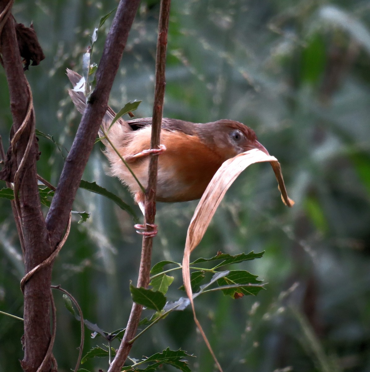 Tawny-bellied Babbler - ML258627051