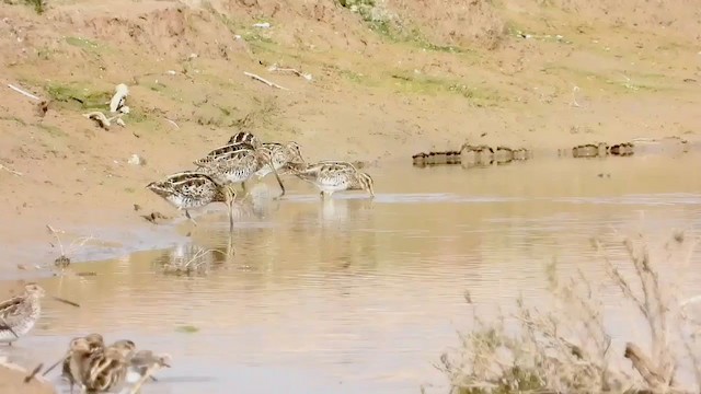 חרטומית ביצות - ML258627111