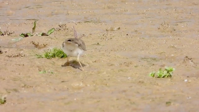 Little Ringed Plover - ML258627181