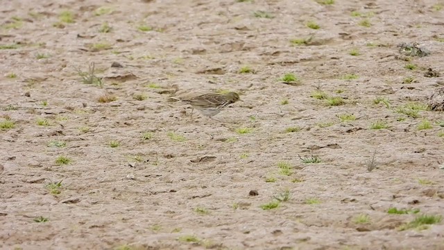 Water Pipit - ML258627271