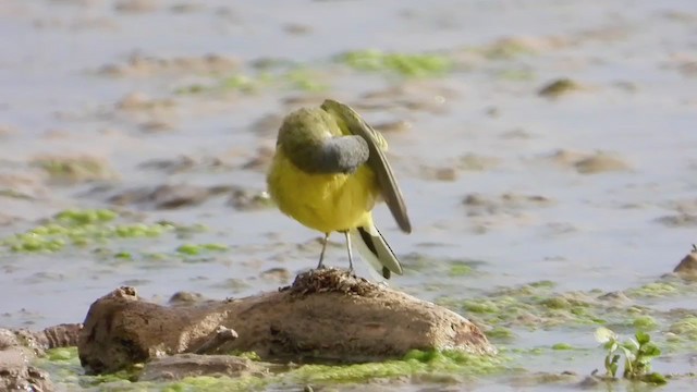 gulerle (cinereocapilla gr.) - ML258627281