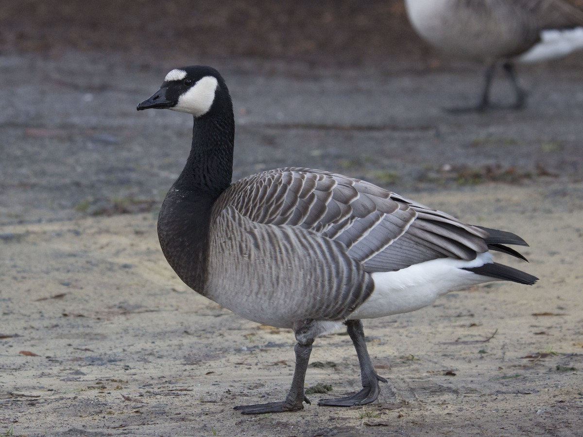 Barnacle x Canada Goose (hybrid) - Oscar Thomas