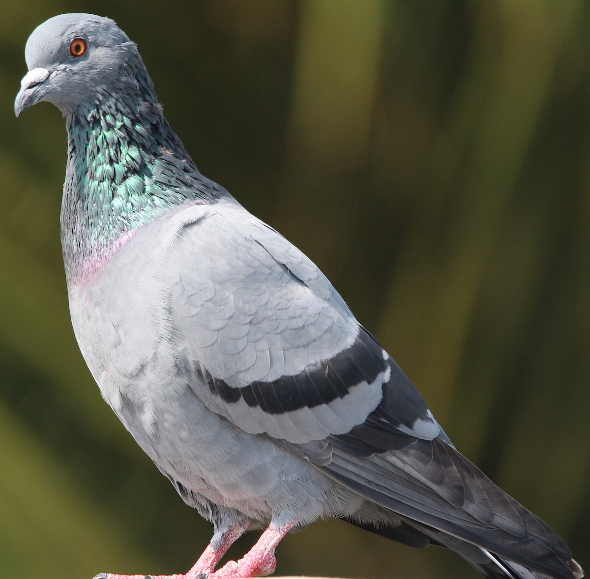 Pigeon biset - ML258629421