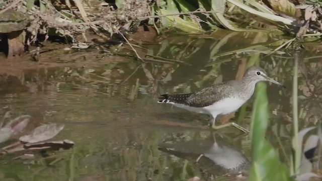 ביצנית שחורת-כנף - ML258630121