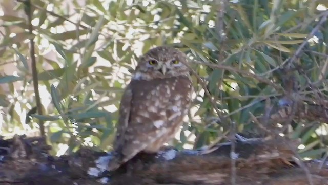 Little Owl - ML258630201