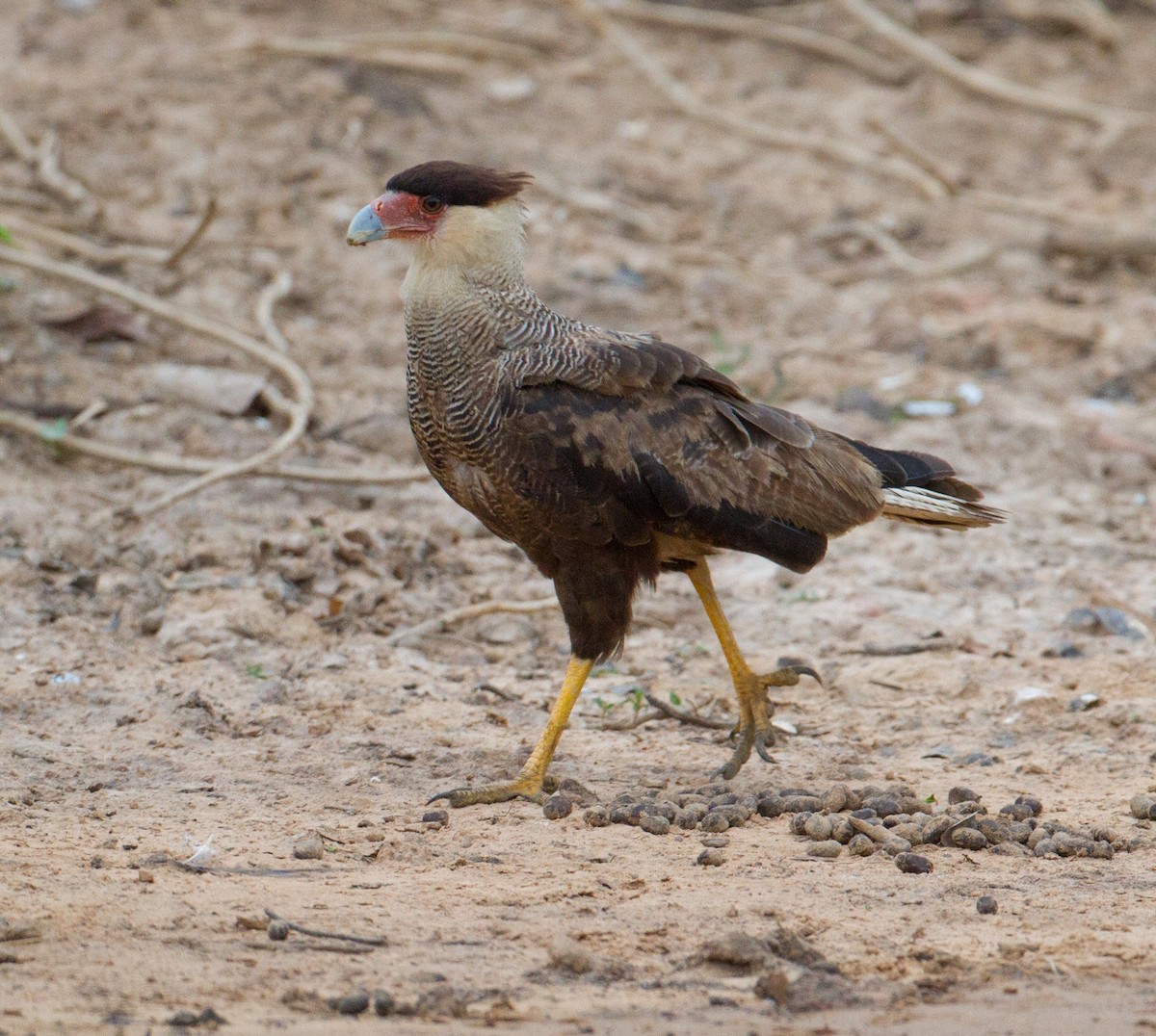Crested Caracara (Southern) - ML258630221