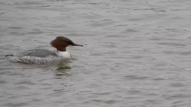 Common Merganser (Eurasian) - ML258630451