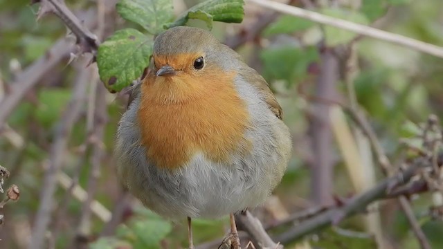 European Robin - ML258630701