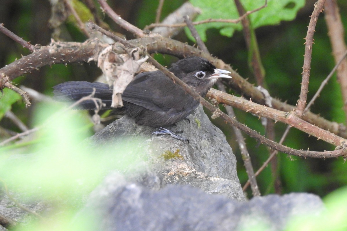 Sooty Babbler - ML258631901