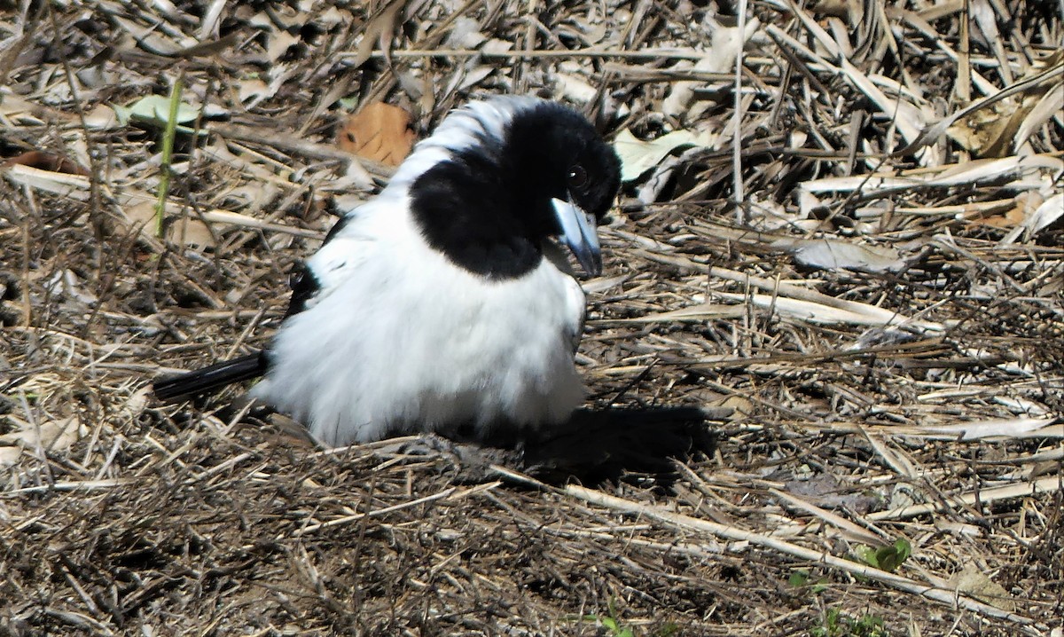 Pied Butcherbird - ML258632821