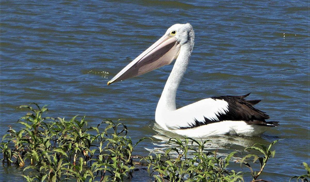 pelikán australský - ML258633041