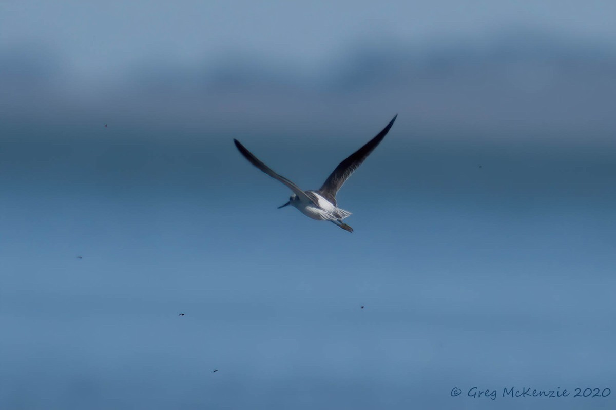 小青足鷸 - ML258633861