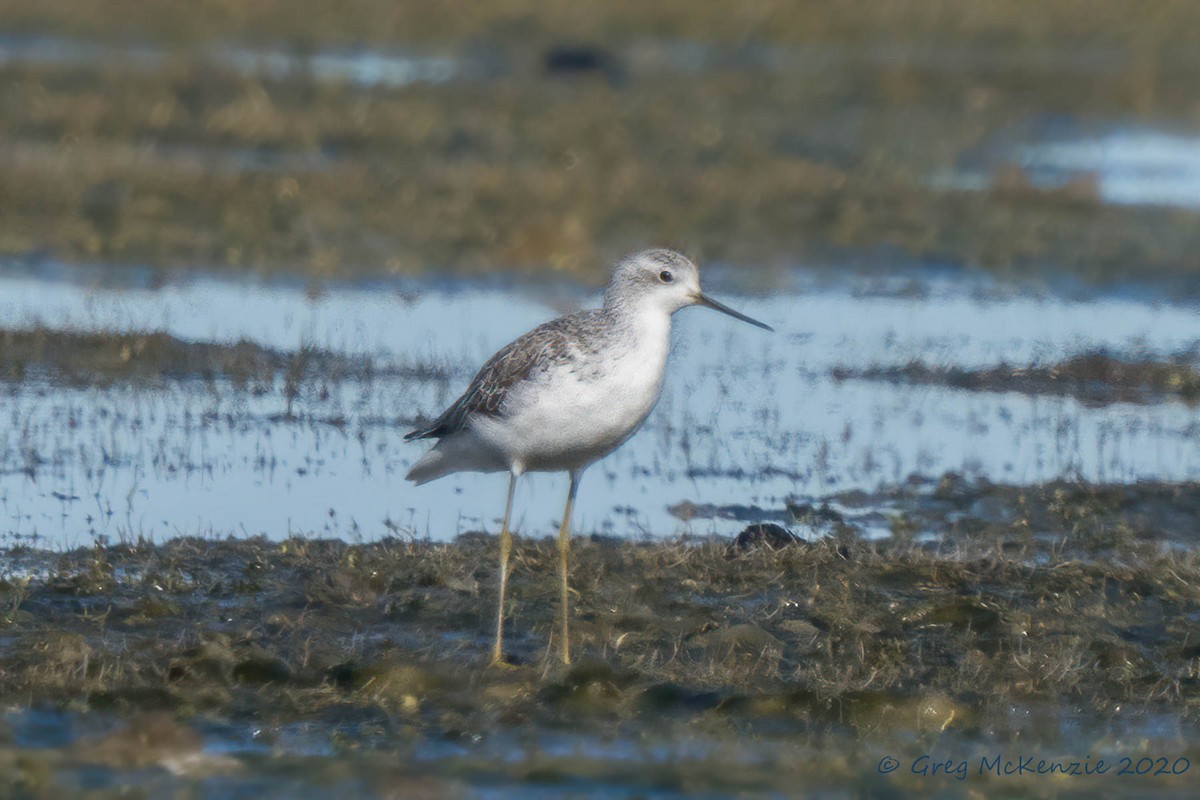 小青足鷸 - ML258633871