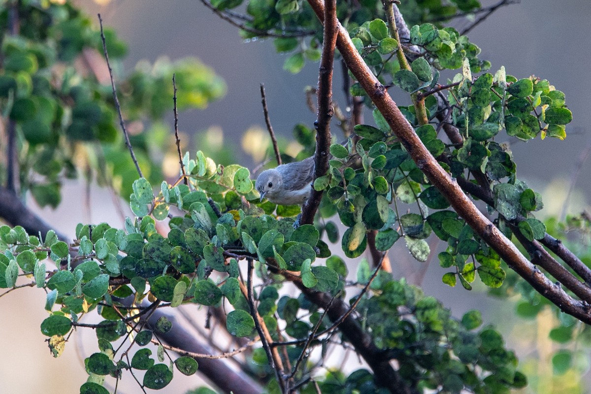 Lucy's Warbler - Pema Zonglo
