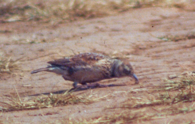 Plateau Lark - ML258637071