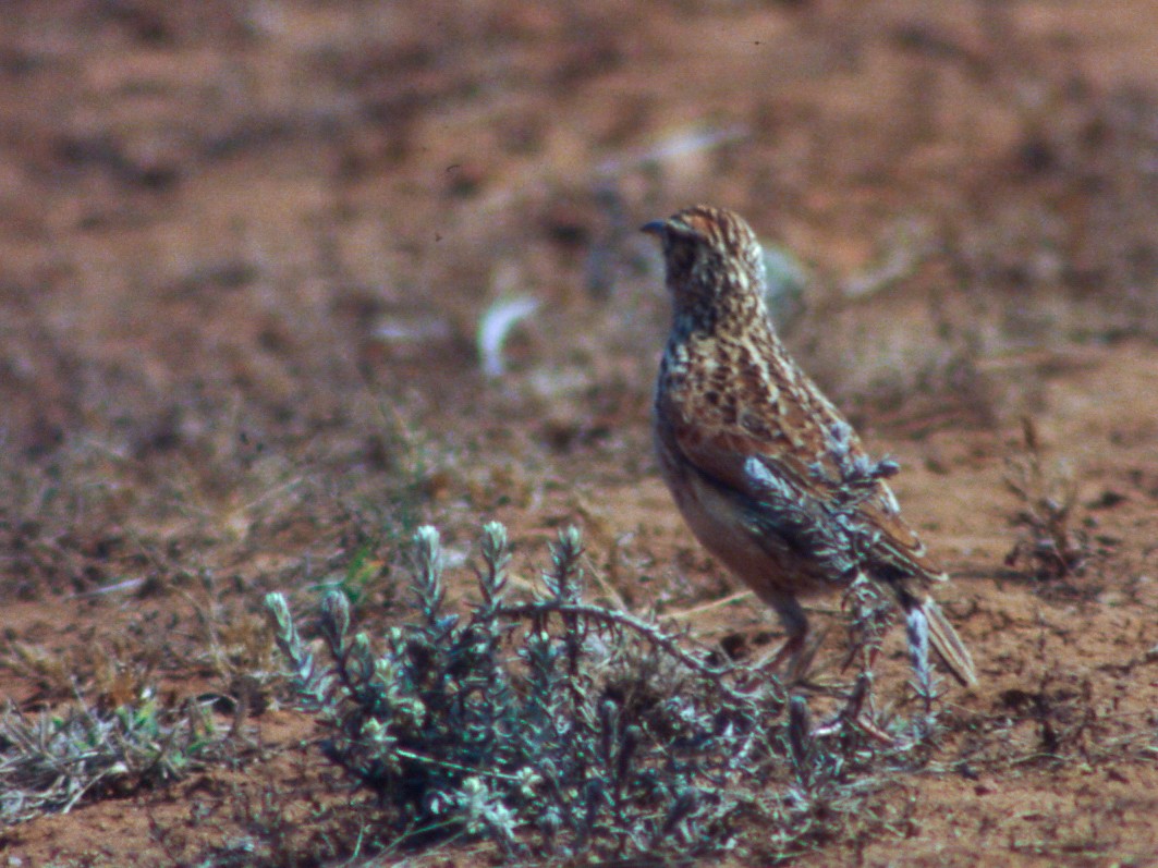 Plateau Lark - ML258637081