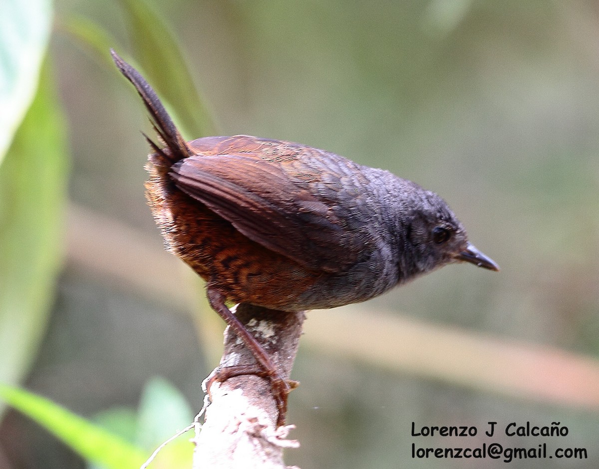 Caracas Tapaculo - Lorenzo Calcaño